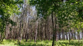 Une forêt de pins à La Chalosse (Landes) le 26 avril 2025