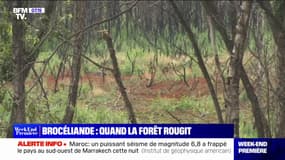 La forêt de Brocéliande porte toujours les stigmates des incendies de 2022, où 400 hectares étaient partis en fumée en 48h