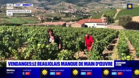 Vendanges : le Beaujolais manque de main d'oeuvre
