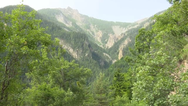 La forêt de Boscodon.