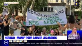 Val d'Oise: des habitants se mobilisent contre l'abattage d'une vingtaine d'arbres