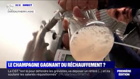 Comment le réchauffement climatique crée (pour le moment) des conditions idéales pour le champagne