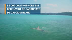 Regardez, des planctons font virer le Bosphore au turquoise