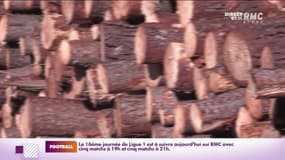 RMC chez vous : Landes, détruire la forêt pour installer des panneaux solaires écologiques - 01/12