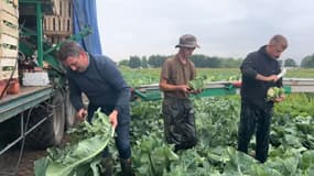 Récolte de choux-fleurs dans le marais audomarois le 9 juin 2025