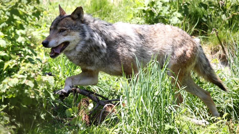 Un loup photographié dans le parc naturel des Angles, en France, en 2015