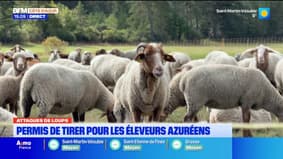 Attaque de loups : permis de tirer pour les éleveurs azuréens