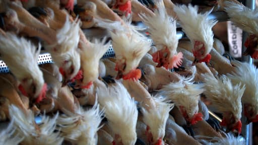 La préfecture du Val-d'Oise a décidé de fermer un abattoir à Le Thillay après de graves manquements aux normes (photo d'illustration)