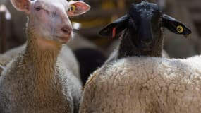 Naturama et la SPA de Lyon ont recueilli 188 moutons il y a un mois et demi mais, touchés par des parasites, les animaux meurent les uns après les autres. (PHOTO D'ILLUSTRATION)