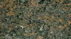 Vue aérienne d'une zone de déforestation de la forêt amazonienne, le 23 août 2019 près de Porto Velho, dans le nord du Brésil