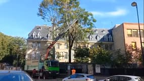 Un arbre de l'Institut Curie dans le 5e arrondissement de Paris en train d'être abattu lundi 9 octobre 2023.