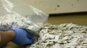 Un agent de la DEA aux Etats-Unis examine des pochettes contenant du fentanyl, un puissant antidouleur utilisé aussi comme une drogue, le 8 octobre 2019 à New York