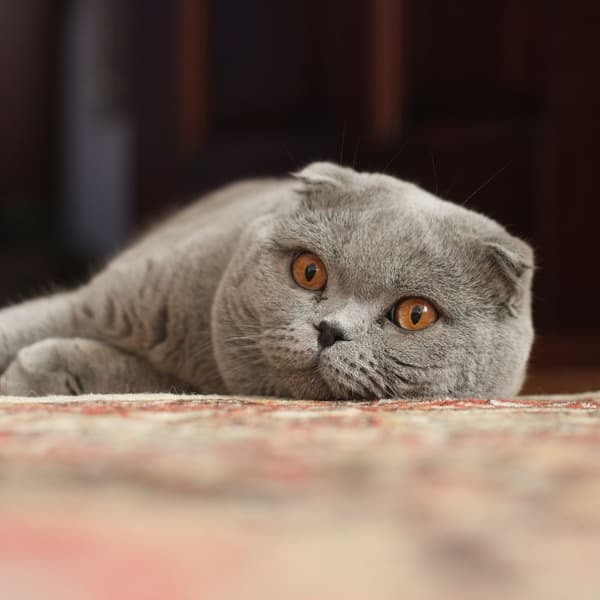 Un chat de la race Scottish Fold