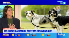Yuki, Nala... Les noms préférés des Lyonnais pour leurs animaux de compagnie