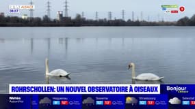 Strasbourg: un nouvel observatoire à oiseaux sur l'île du Rohrschollen