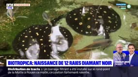 Eure: naissance de 12 raies diamant noir au zoo Biotropica