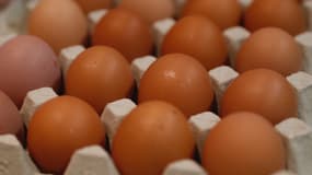 Tous ces œufs proviennent d’un unique élevage, basé dans les Landes