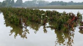 Une vigne inondée à Villegailhenc dans le sud-ouest de la France, le 17 octobre 2018. 