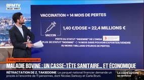2 MINUTES POUR COMPRENDRE - Vaccination contre les maladies bovines: un casse-tête sanitaire et économique