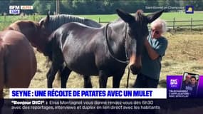 Alpes-de-Haute-Provence: pour la fête de la pomme de terre, on récolte les papates avec un mulet à Seyne