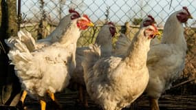 Un épizootie de grippe aviaire touche de nombreuses volailles en France.