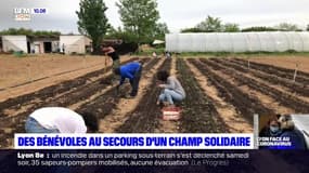 Saint-Priest: des bénévoles au secours d'un champ solidaire