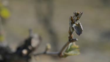 Un bourgeon sur un pied de vigne grillé par le gel à Parcay-Meslay (Indre-et-Loire), le 9 avril 2021