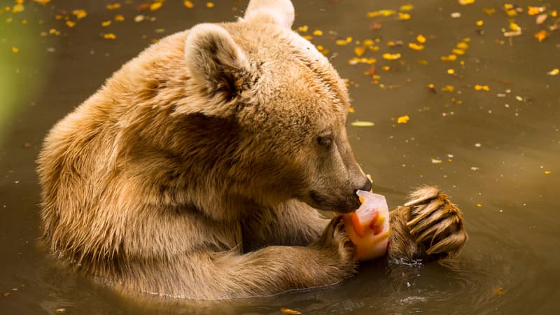 Un ours brun dans un zoo en Israël (photo d'illustration)