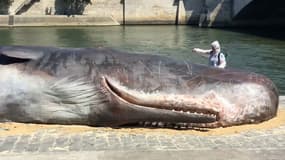 Une fausse baleine a été installée quai de la Tournelle à Paris.
