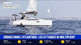Les attaque d'orques se multiplient dans l'océan Atlantique