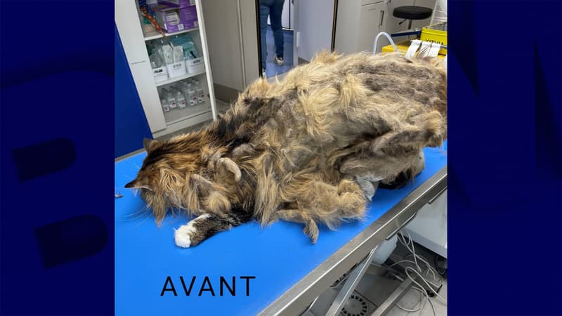 Le chat secouru avant d'être rasé, chez un vétérinaire de Dijon, le 5 mai 2023.