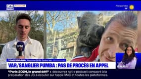 Var: pas de procès en appel pour le chasseur ayant abattu Pumba, un sanglier domestiqué