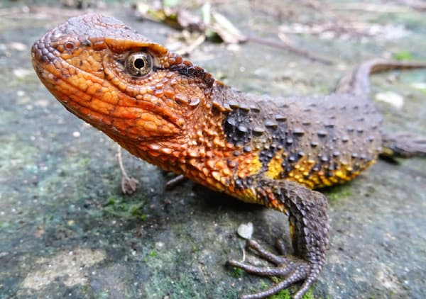 Un lézard crocodile. Un lézard crocodile.