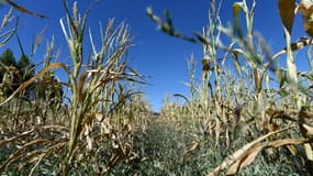 Des plants de maïs souffrent de la sécheresse à Bonnetable (Sarthe) le 5 août 2020