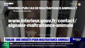 Toulon: une enquête ouverte pour maltraitance animale
