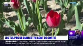 Les tulipes de Guillestre sont de sortie