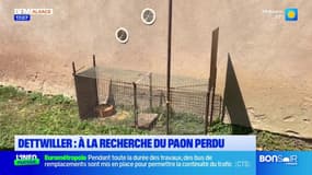 Dettwiller: à la recherche du paon perdu