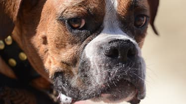 Un boxer allemand photographié à Huntington Beach en 2012 (illustration)
