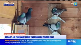 Sanary : un pigeonnier créé en dehors du centre-ville