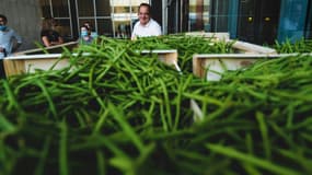 André Roibet pendant la distribution des deux tonnes de haricots verts à Lyon, le 10 juillet 2020 