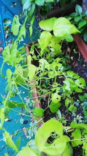 Les dégâts de l'averse de grêle à Toulouse sur un terrasse  - Témoins BFMTV