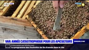 Var: année catastrophique pour les apiculteurs