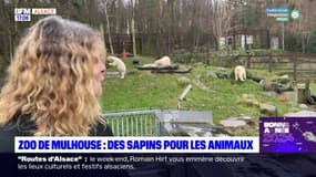 Zoo de Mulhouse: des sapins pour les animaux