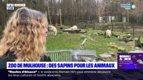 Zoo de Mulhouse: des sapins pour les animaux