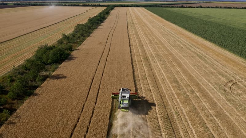 Pologne et Hongrie interdisent les importations de céréales d'Ukraine pour protéger leurs agriculteurs