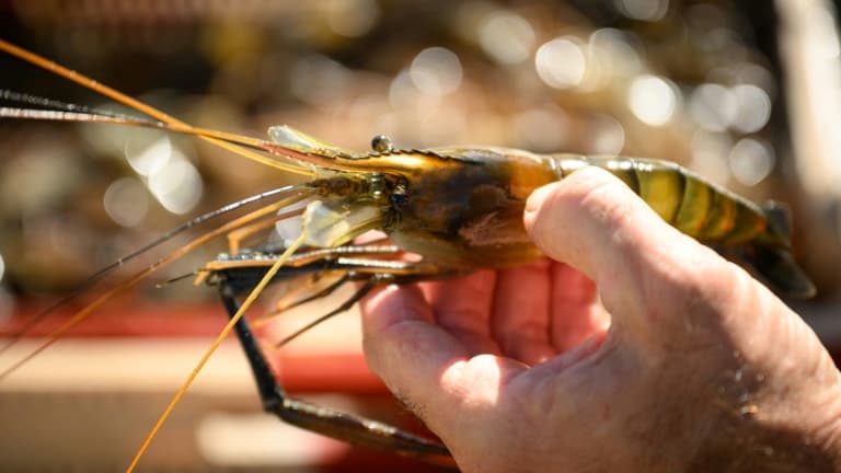 Les gambas entières vendues dans les magasins super U contiennent la Vibrio vulnificus.