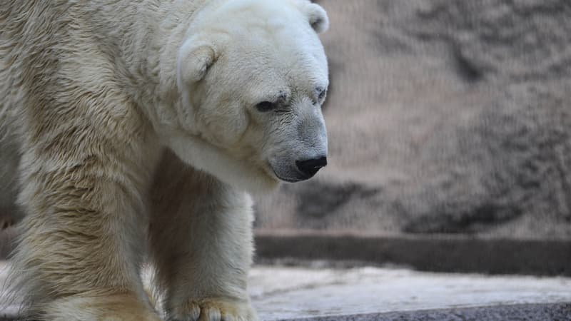 (Photo d'illustration) Un ours polaire à Buenos Aires, en Argentine.