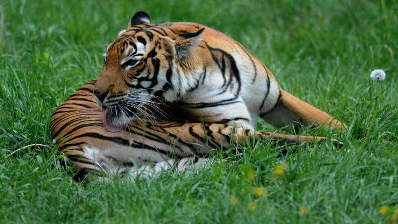 Un tigre échappé d'Ukraine aperçu en Slovaquie