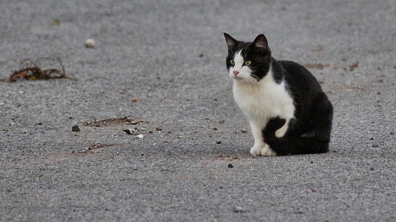 Les chats errants bientôt expulsés d'Israël?