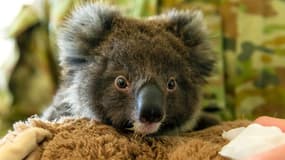 Un bébé koala orphelin au Kangaroo Island Wildlife Park, à Kingscote, le 7 janvier 2020 en Australie
